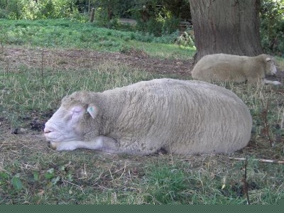 [Abraham the Poll Dorset ram]