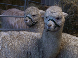 [Alpacas Champers & Caspar]