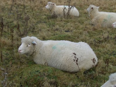 [Caroline the Poll Dorset ewe]