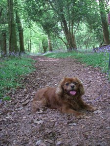 [Chester the King Charles Spaniel]