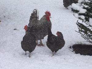 [Maran Chickens in the Snow]