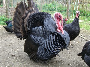 [Christmas Dinner]