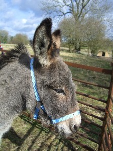 [Cleo the Miniature Mediterranean Donkey]