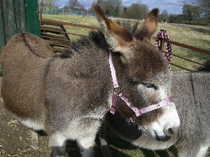 [Maggie the Miniature Mediterranean Donkey]