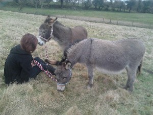 [Miniature Mediterranean Donkeys]