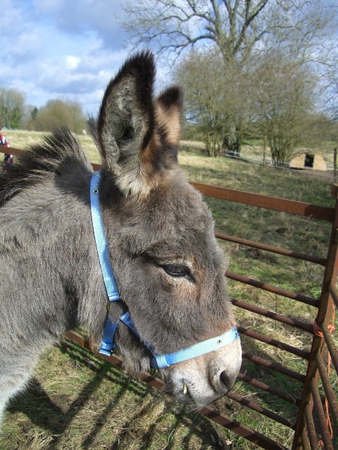 [Donkeys]