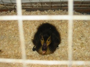 [Duckling]
