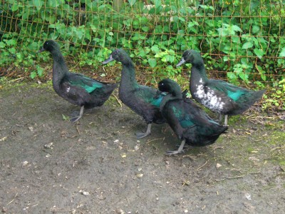 [Cayuga ducks]