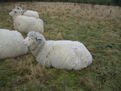 [Florence the Poll Dorset ewe]