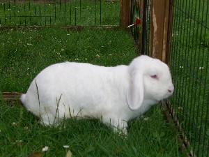 [Fluffy the rabbit]