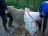 [Sheep shearing]