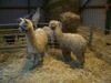 [Alpacas meet goats and geese]