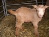 [Samuel the Golden Guernsey goat]