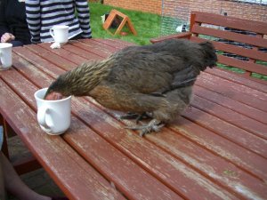 [Chicken drinking tea!]