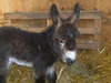 [Baby Donkey]