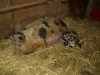[Charity's piglets are a few hours old]
