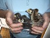 [Turkey chicks]