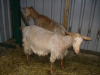 [Goats]