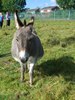 [Donkey]