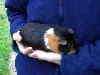 [Nemo the female guinea pig]