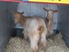[Goats]