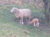 [Lambs]