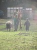 [Lambs]