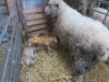 [Lambs]