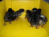 [March chicks]