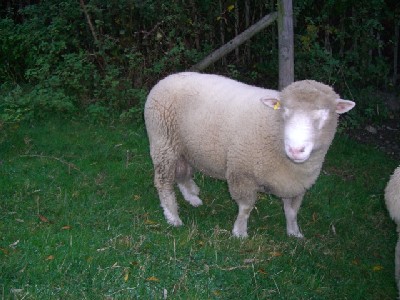 [George the Poll Dorset ram]