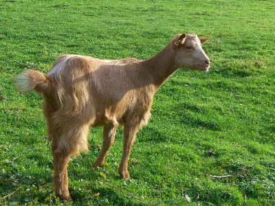 [Georgina the Golden Guernsey Goat]