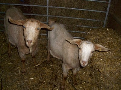 [Golden Guernsey Goats]