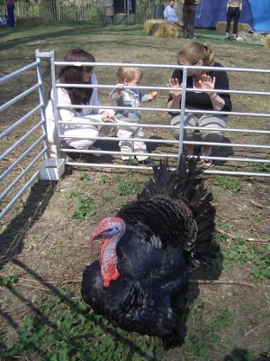 [Gobble the Norfolk Black Turkey]