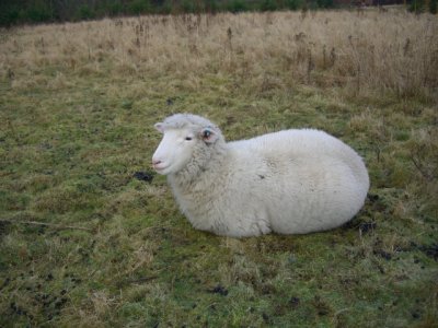 [Helen the Poll Dorset ewe]