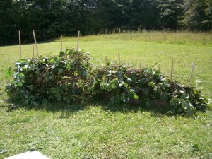 [Hurdle-making the traditional way]