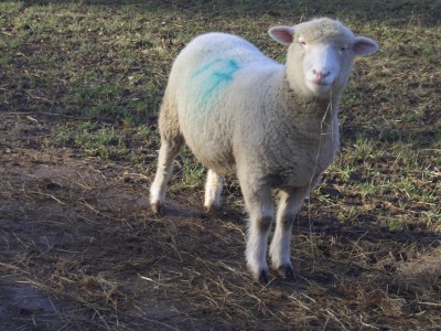 [Fiona the Poll Dorset ewe]