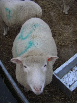 [Amanda the Poll Dorset ewe]