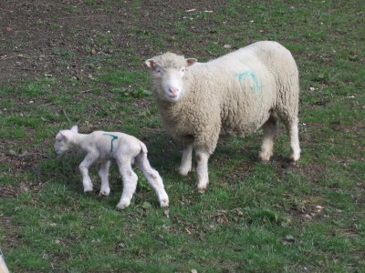 [Colleen the Poll Dorset ewe]