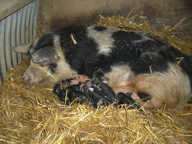 [Piglets]
