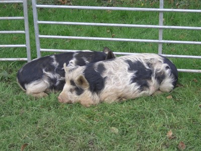 [Kune Kune Pigs at 9 months]