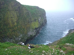 [Puffins, guillemots and razorbills]