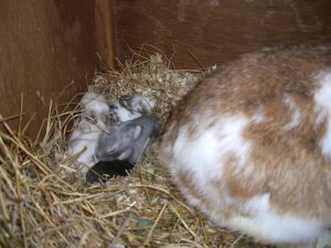 [Cosy rabbits]