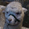 [Alpacas]