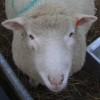 [Poll Dorset ewes]