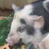 [Faith and Hope the Kune kune pigs]