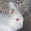 [Rabbits]