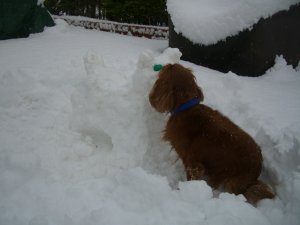 [Snow Chester]