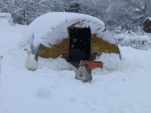 [Snow geese]