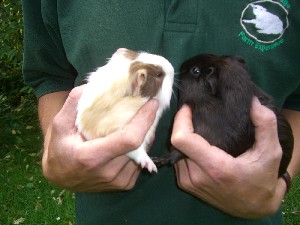 [Guinea pigs]