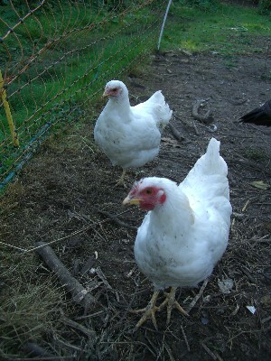 [Two bantam chickens]